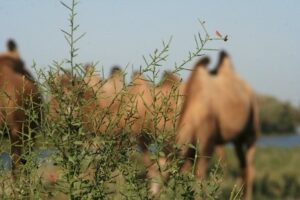 Догги стиліндегі жетілген есектердің порнофотосуреттері