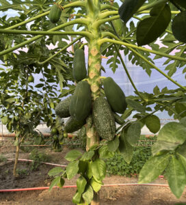 Жастардың жыныстық қатынасқа түсуіне тыңшылық жасау